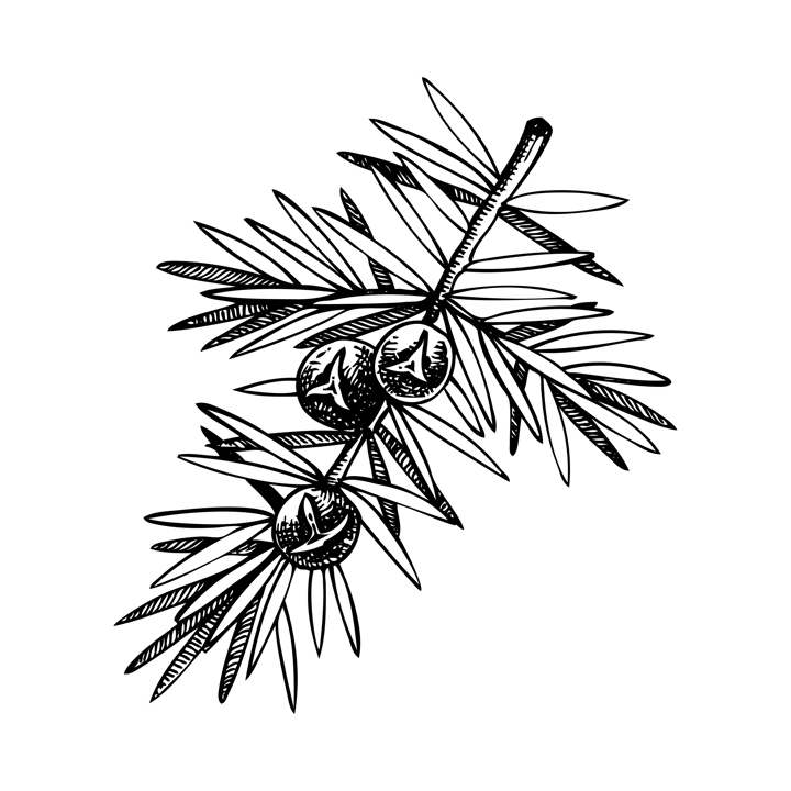 Juniper sketch. Winter plant drawing. Evergreen tree branch with berries hand-drawn vector illustration. Christmas design element. NOT AI generated
